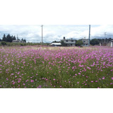 Bonito Terreno En Apizaco Tlaxcala