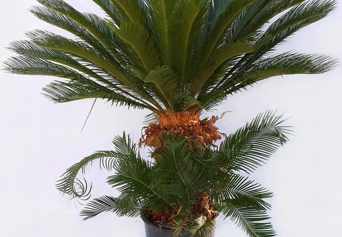 Cycas ( Cyca Revoluta) Paisajismo, Varios Tamaños !