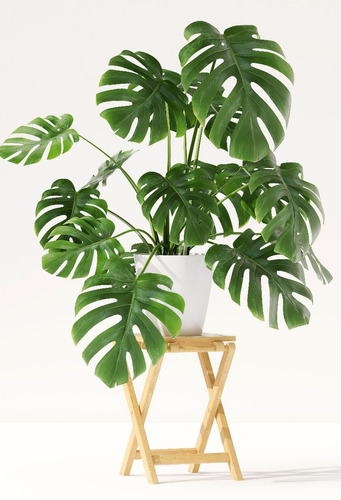 Monstera  Grande , Planta De Interior