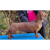 Dachshund Hembras (salchichas) Inscritas