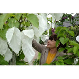 1 Arbolito De Kleenex O Las Palomas (mussaenda) Hermosa Flor