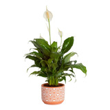 Costa Farms - Lirio De Paz Spathiphyllum, Planta Viva De Int