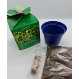 Souvenir Growkit Trebol De La Suerte Oxalis En Caja Regalo