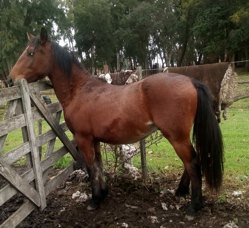 Potrillos Criollo Con Cuarto De Milla, Leer Todo