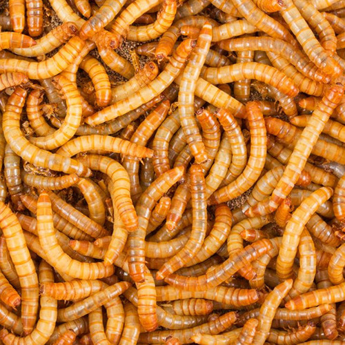 100 Larvas De Tenebrio Vivas Para Erizos Aves Peces Reptiles