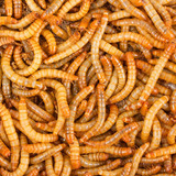 100 Larvas De Tenebrio Vivas Para Erizos Aves Peces Reptiles