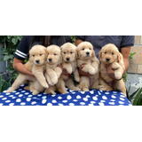 Cachorros Golden Retriever De Calidad 