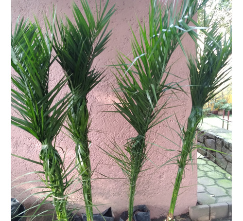 Frutales: Palmera Datilera (phoenix Dactylifera)