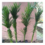 Frutales: Palmera Datilera (phoenix Dactylifera)