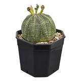  Cactus - Euphorbia Obesa