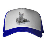 Gorra Gato Azul Ruso Mirando Curioso