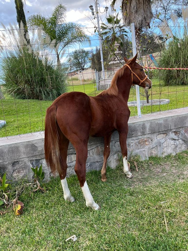 Potrillo Cuarto De Milla Alazán Gunner