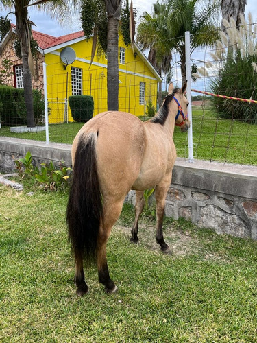 Potranca Cuarto De Milla Baya Cabos Negros Raya De Mula 