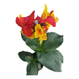 4 Und. Canna Indica (bulbo/mudas) C. P. Gv47-g60-gv39-g31 