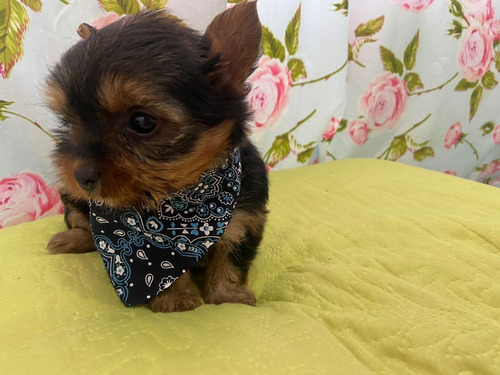 Yorkshire Terrier Lindos Só Machos Entrego Hoje