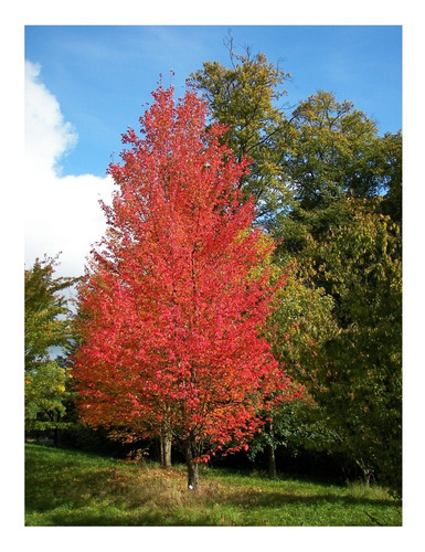 50 Semillas De Arce Rojo - Acer Rubrum, Apta Bonsai 5 Paq.