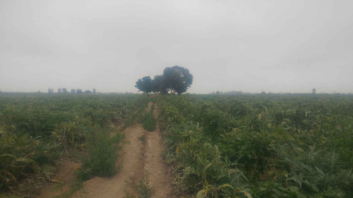Se Vende Terreno Agrícola De 4.6 Hectáreas, Ubicado En Lurinchincha, Provincia De Chincha.