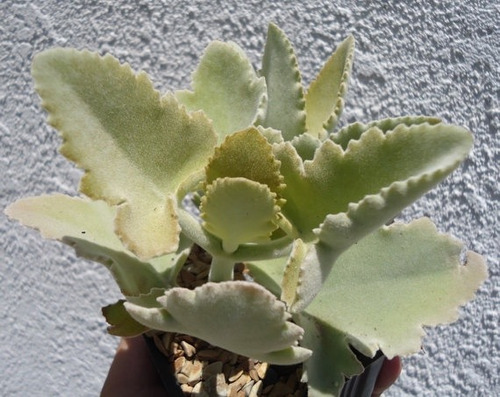 Suculentas Variedades De Kalanchoe