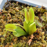 Kit Planta Carnivora - Drosera Capensis - Kit 100% + Rápido