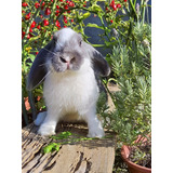 Coelho Mini Lop( Raça Uruguaia)