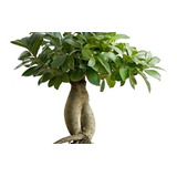 Bonsai Ficus Macrocarpa Ó Ficus De La India