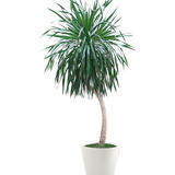 Muda Dracena Arbórea - Dracaena Arborea