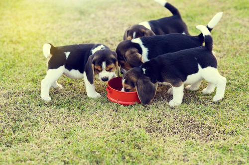Cachorro Beagle Tricolor 