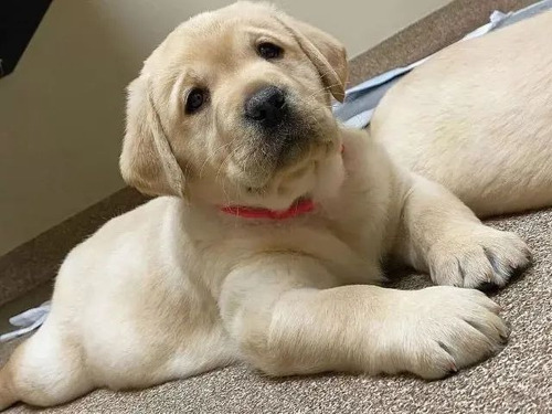 Uns Fofos Inteligentes Labrador Disponível Maravilhosos.