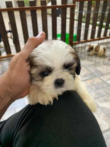 Shih Tzu