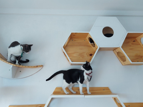 Hotel Felino Mishi Cuidadores - Cuidado De Gatos
