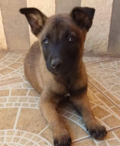 Pastor Belga Malinois Obediente 