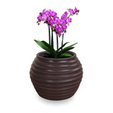 1 Vaso D Planta Orquideas Resina Plastico Decorativo B 15x20