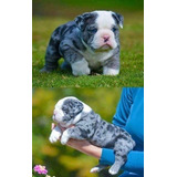 Cachorros Bulldog Ingles Bull Dog Ingles Perrito Cachorritos