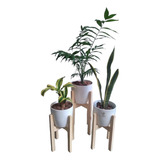 Plantas Interior X 3 Palmera + Sansevieria + Palo De Agua 