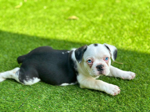 Bulldog Francés Exótico Ojitos De Piscina