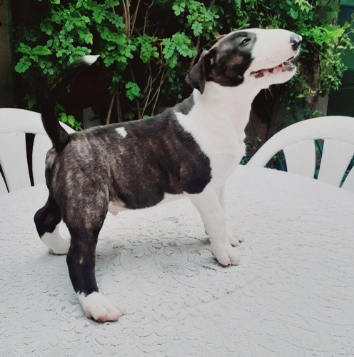 Bullterrier Cachorros Con Fca Premium 13