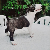 Bullterrier Cachorros Con Fca Premium 13