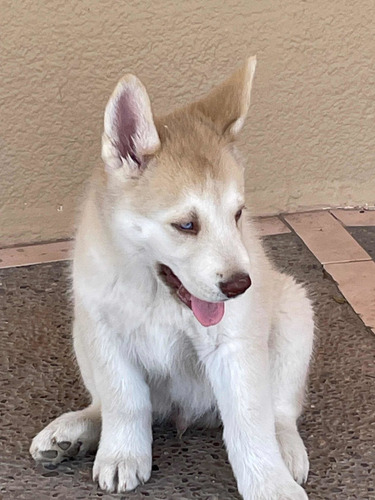 Husky Siberiano Cachorro 7 Semanas Vacunado Y Desparasitado