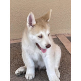 Husky Siberiano Cachorro 7 Semanas Vacunado Y Desparasitado