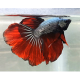 Betta Red Dragon Halfmoon Macho Rd3