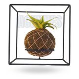 Kokedama Suporte Para Planta Decoração Ferro Aramado Cacto