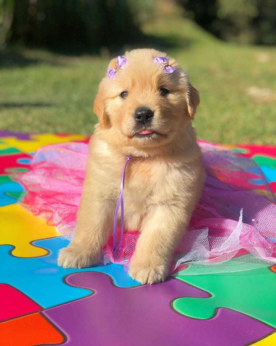 Golden Retriever Fêmea A Pronta Entrega 