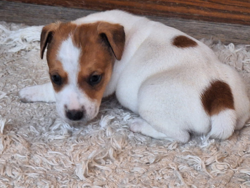 Cachorros Jack Russell Con Pedigree Fca! 