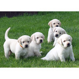 Cachorros Labrador 