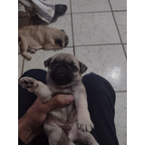 Filhote De Pug Macho Entrego Em Sp Capital E Regiões Próxima