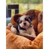 Shih Tzu Hembritas  Muy Pequeñas!! Muñequita