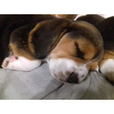 Hermosos Beagle Enanos Padres Inscritos