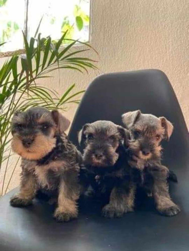 Cachorros Schnauzer De Calidad