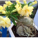 Adenium Rosa Del Desierto Obesum Amarillo 