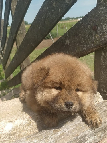 Cachorra Chow Chow 